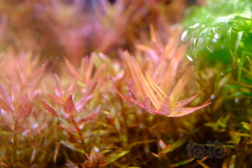 更新 养花肥料稀释后当水草肥使用结果 泡泡水族