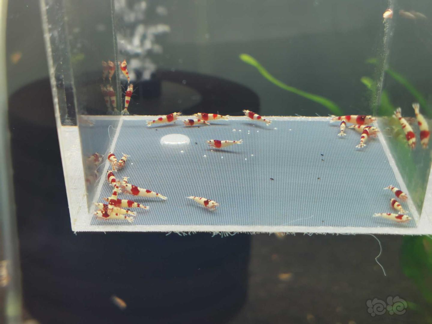 【虾】2020-9-17#RMB拍卖红白水晶虾一份30只-图3