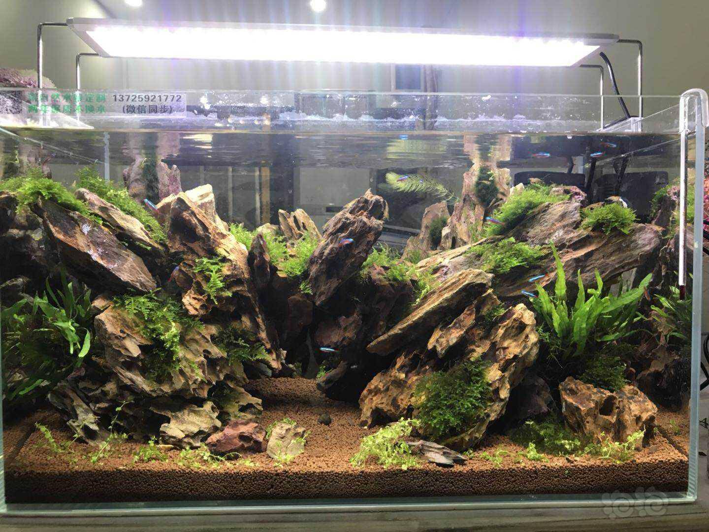 【交流】1米5的鱼缸做哪个景比较合适麻烦大家给点建议