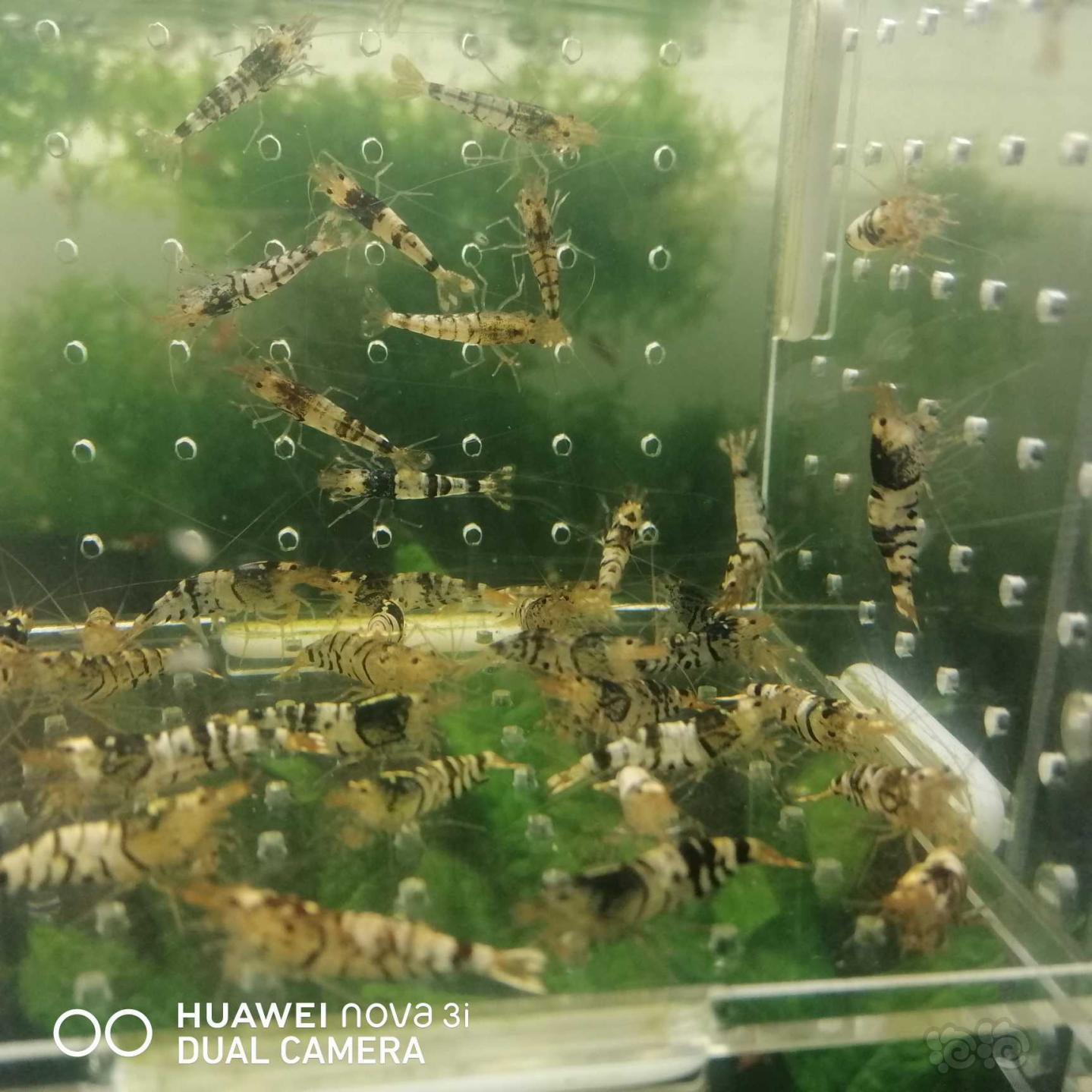 【虾】2020-09-20#RMB拍卖虎纹水晶虾40只-图4