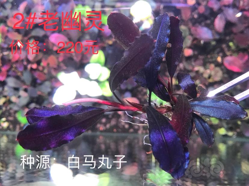 【辣椒榕】岀老幽灵、11蓝、扶摇厚海-图3