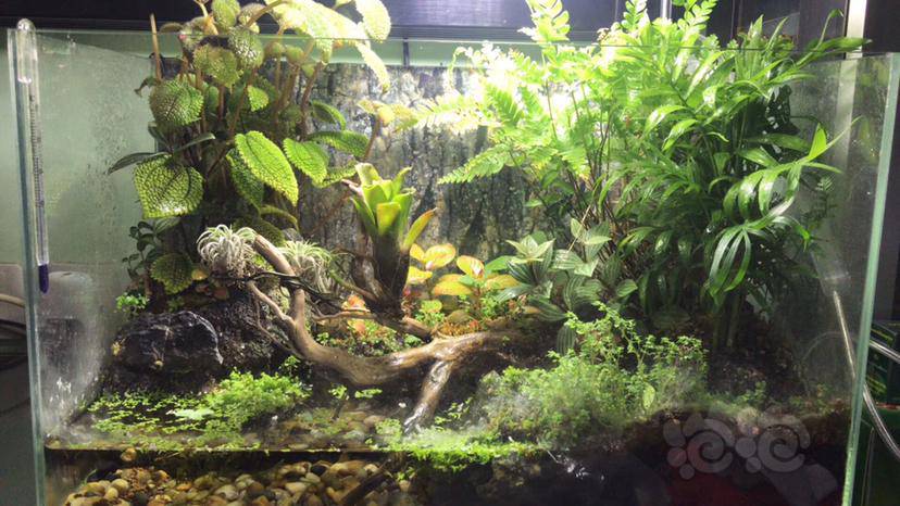 水陆鱼缸改水陆乌龟缸