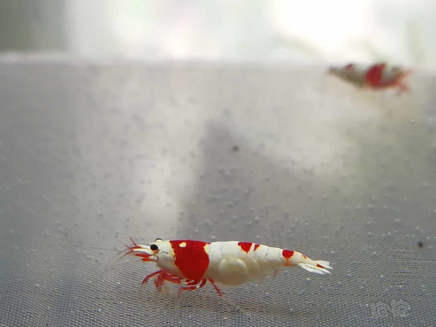 【虾】2020-09-9#RMB拍卖#红白纯血水晶虾一份2只-图5