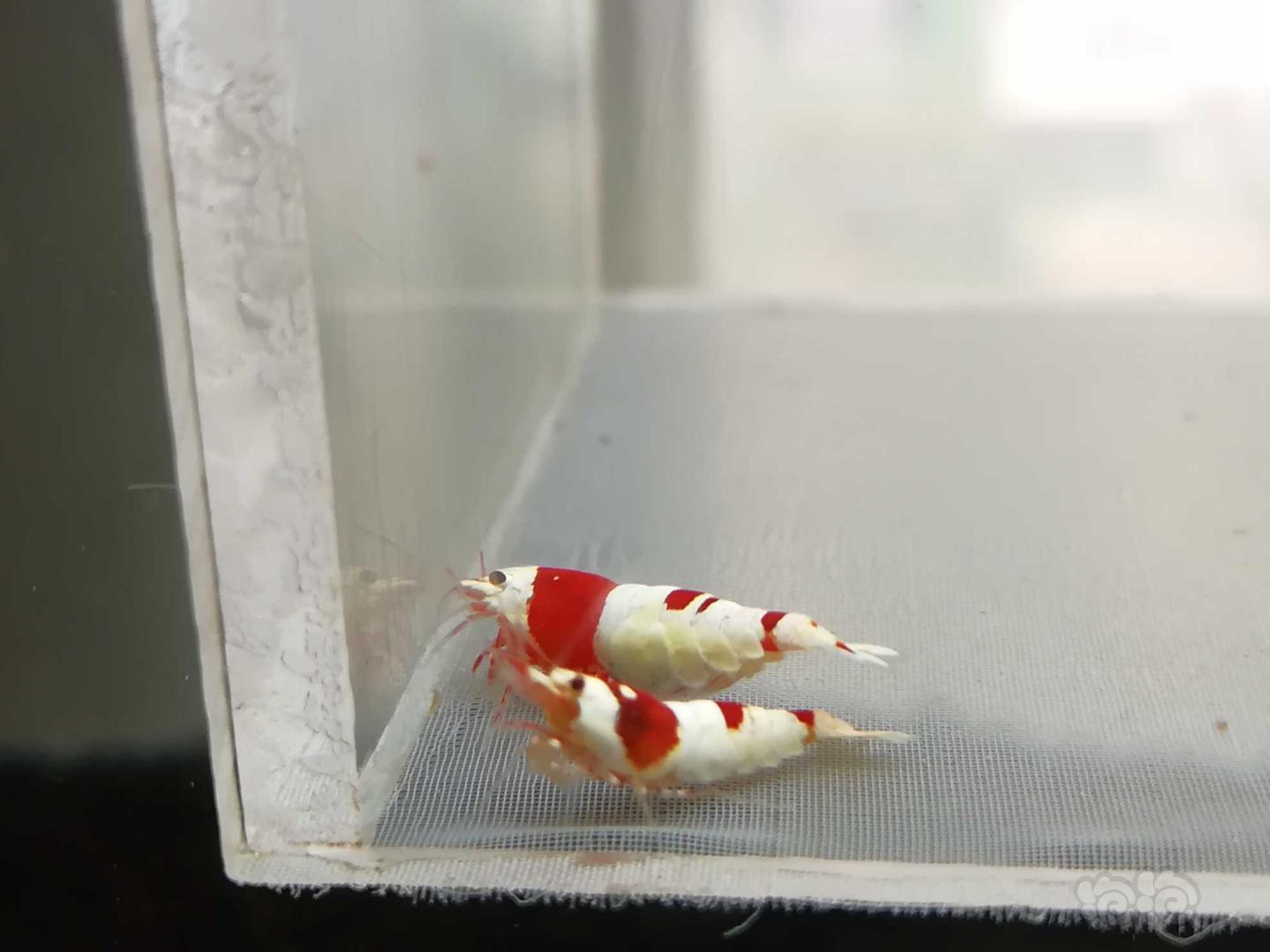【虾】2020-09-15#RMB拍卖#红白纯血水晶虾一份2只-图9