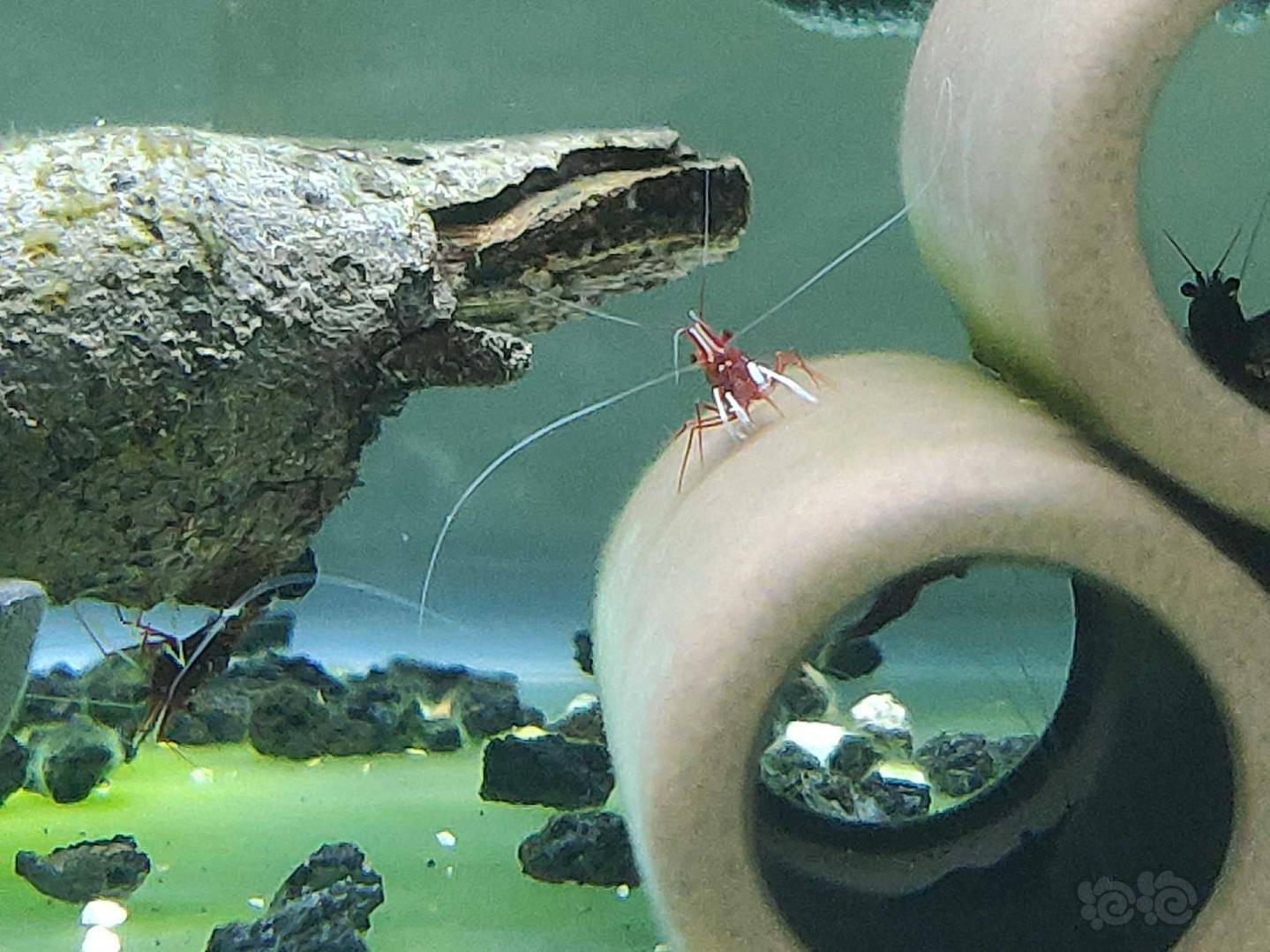 贝蚤从日抓30只到一只也不见