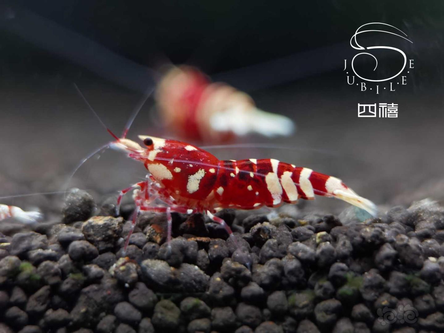 【虾】2020-09-24#RMB拍卖太极红花虎成母两只-图1