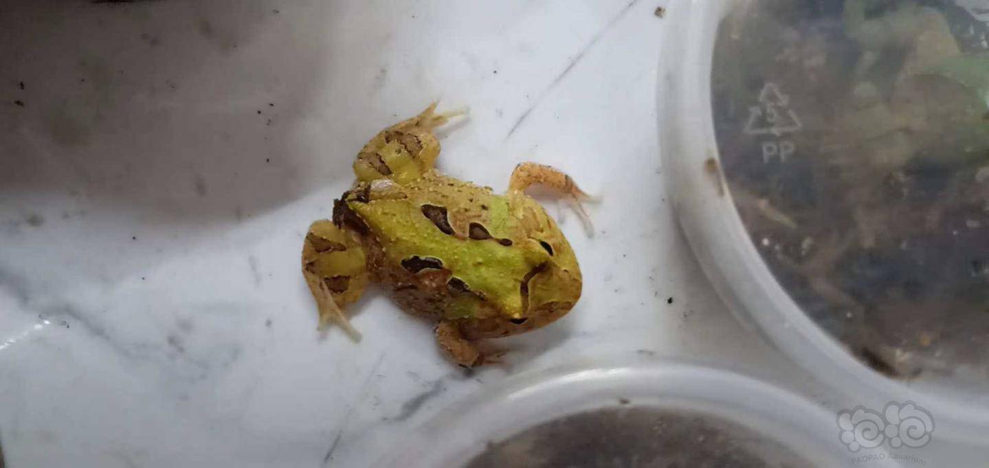 雪蛤正宗东北雪蛤