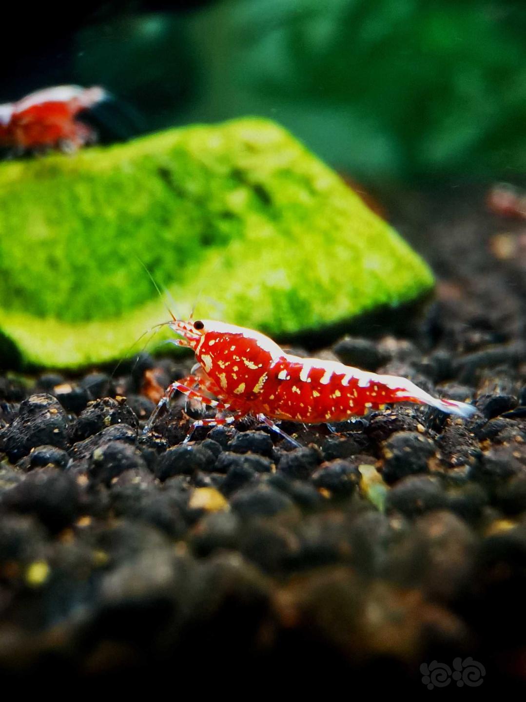 【虾】2020-9-15#RMB拍卖#红银河星钻水晶虾繁殖组一份4只-图3
