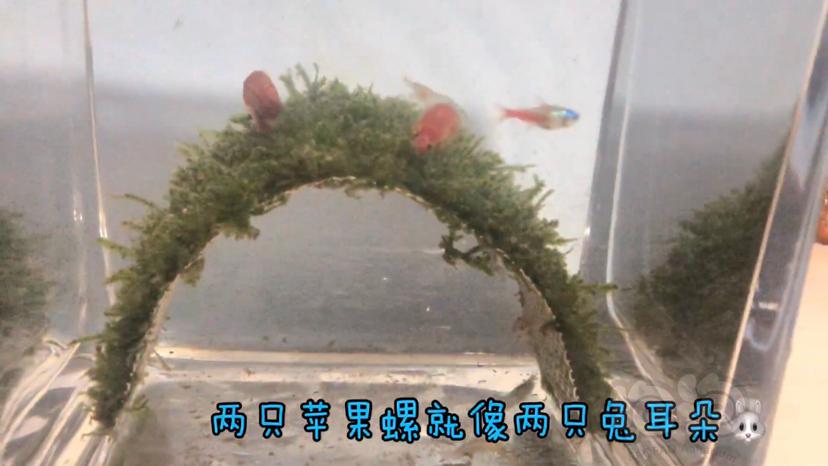 【灯科鱼】2L微缸，钻石灯、黑壳虾、苹果螺、一片莫斯水草-图1