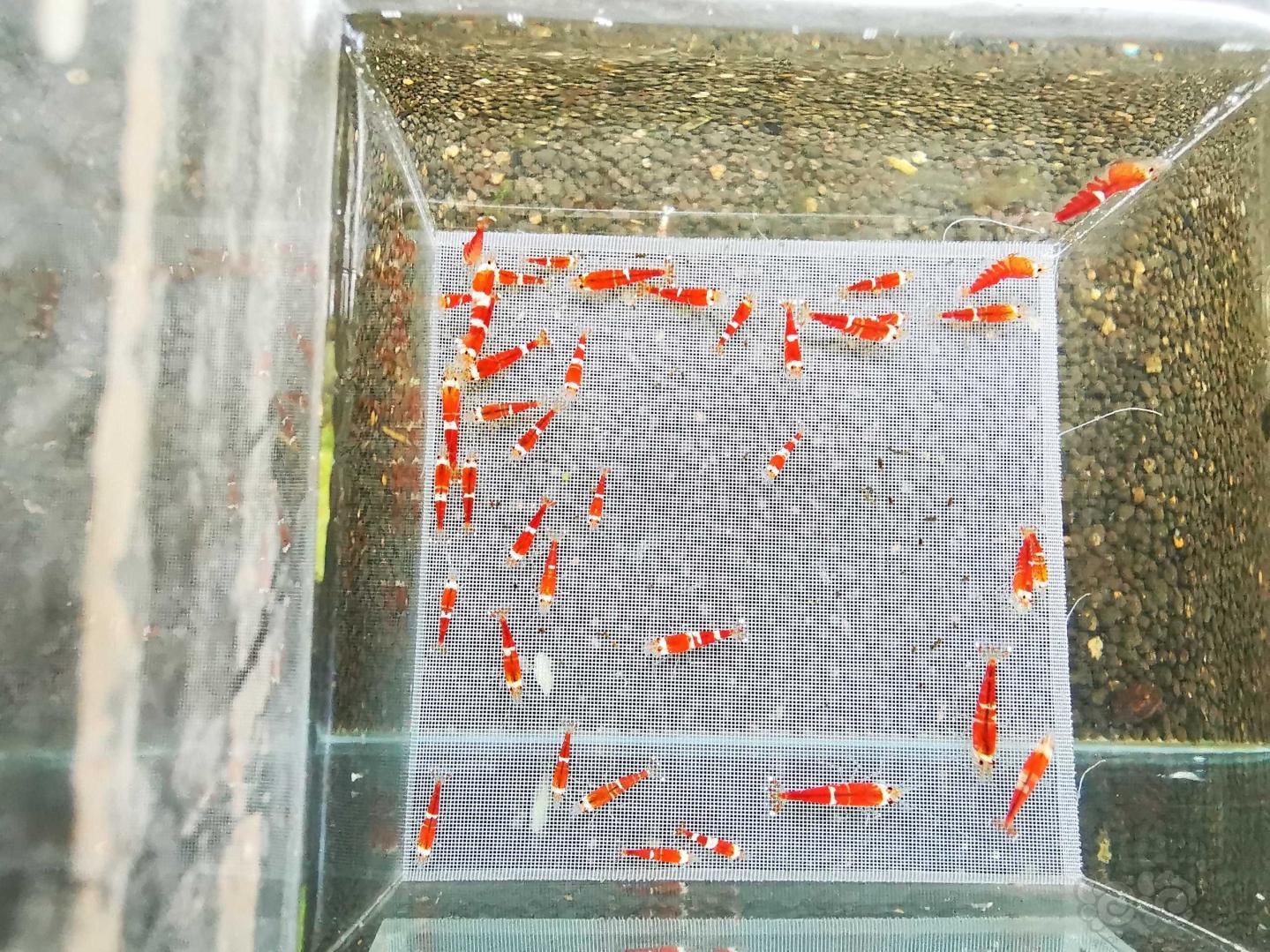 【虾】2020-10-12#RMB拍卖超级圣诞红索型四十只-图1