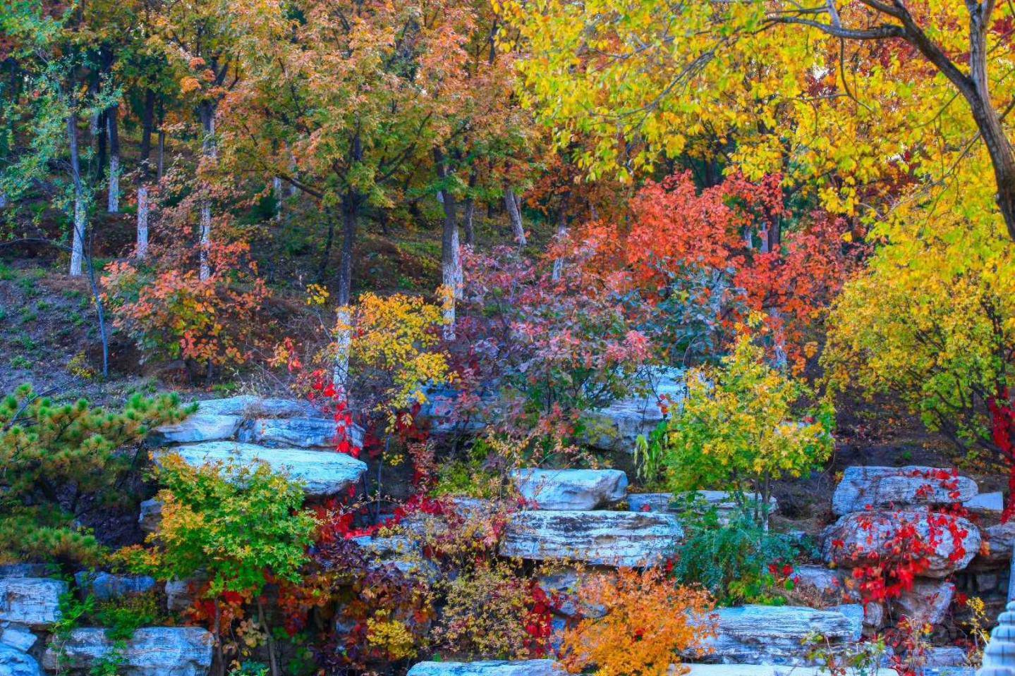 秋天的色彩北宫森林公园