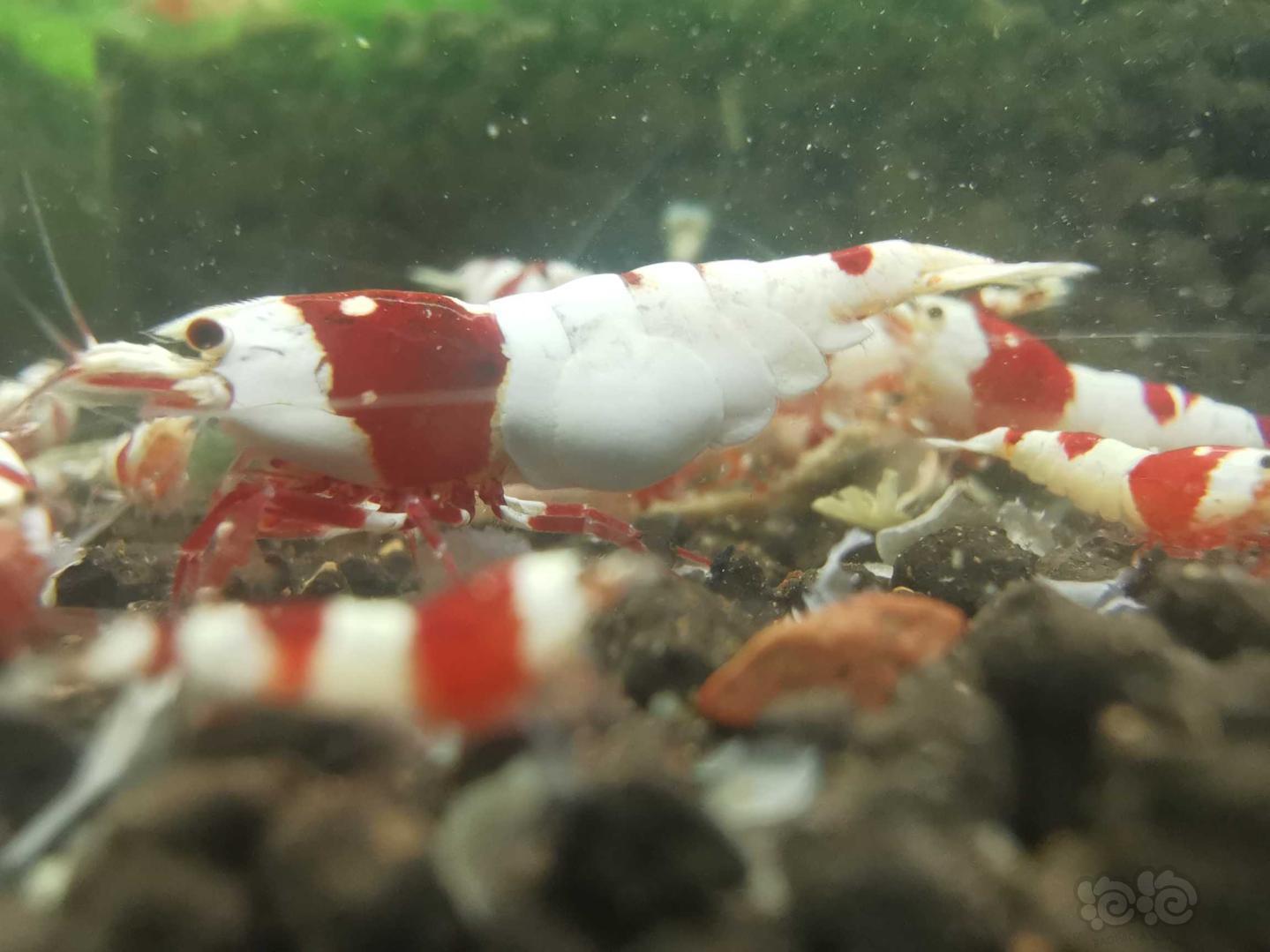 经典红白水晶虾-图1
