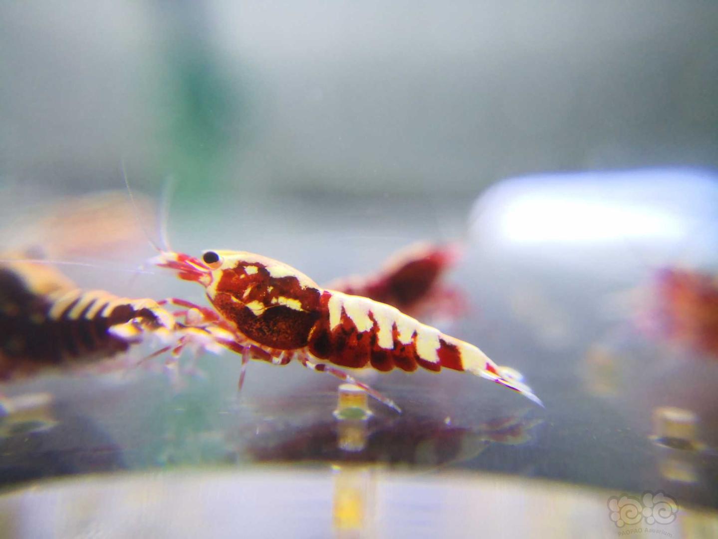 【虾】2020-10-10#RMB拍卖红银河水晶虾-图5