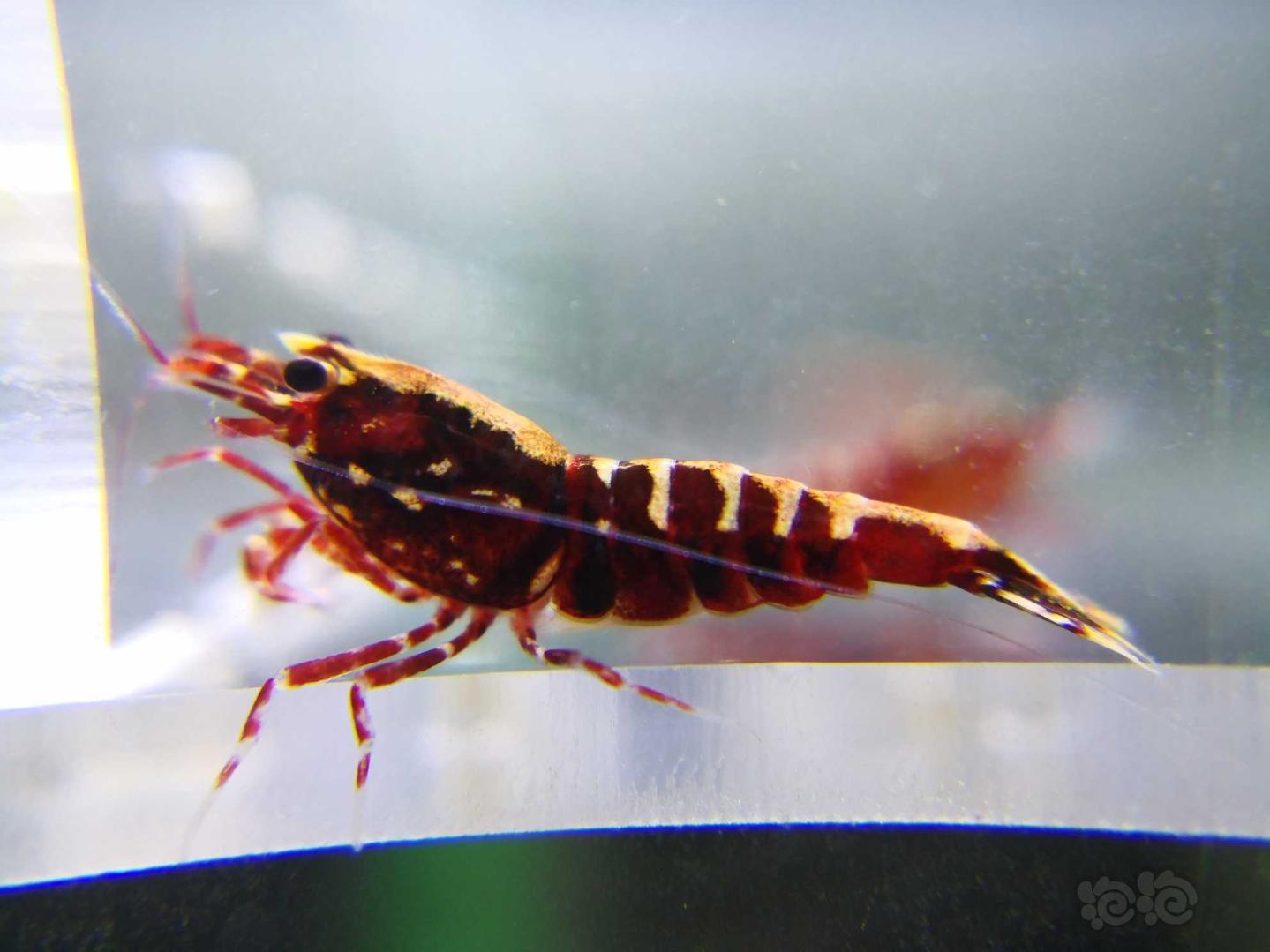 【虾】2020-10-10#RMB拍卖红银河水晶虾-图1
