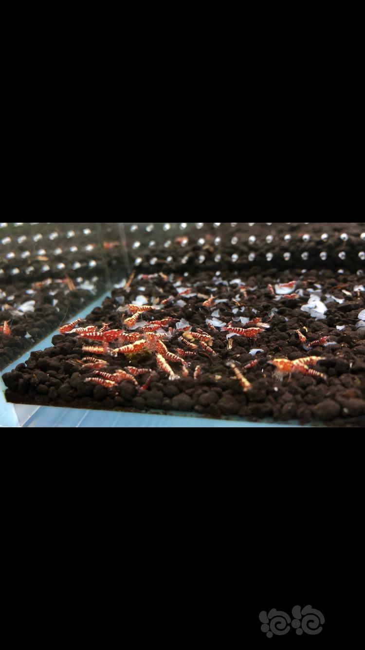 【虾】2020-10-31#RMB拍卖 红银河幼虾10只-图1
