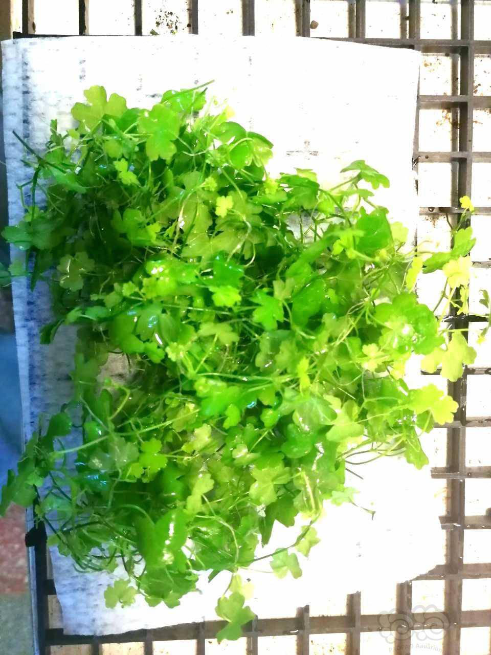 【水草】30元包邮水下叶天胡荽前景草