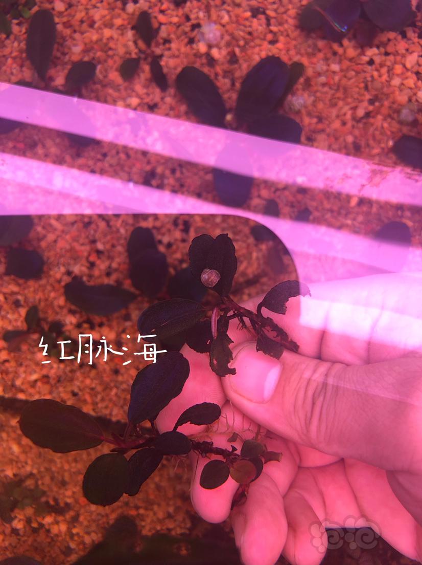 【辣椒榕】北京出售辣椒榕老货一组25种左右-图3