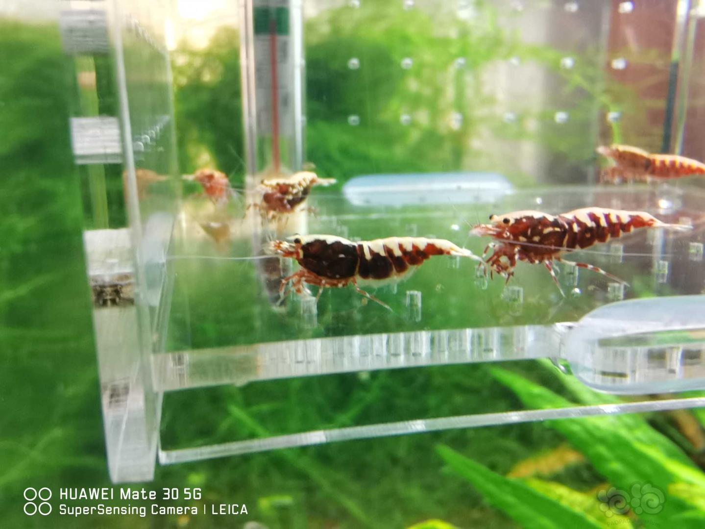 【虾】2020-10—12#RMB拍卖#红银河鱼骨繁殖组-图3