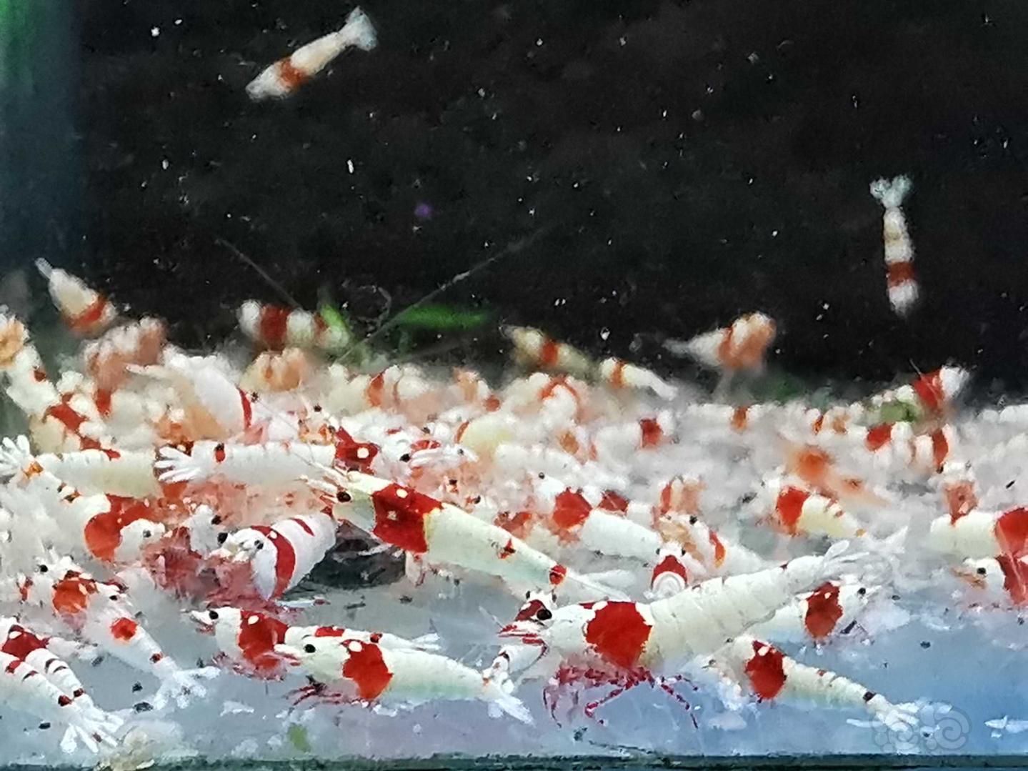 【虾】2020-10-12#RMB拍卖纯血红白水晶虾20只-图1