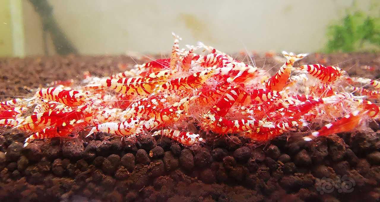 红花虎水晶虾一组（10只）活动促销-图3
