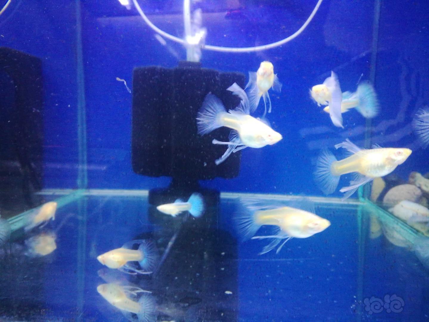蓝白孔雀鱼繁殖中-图2