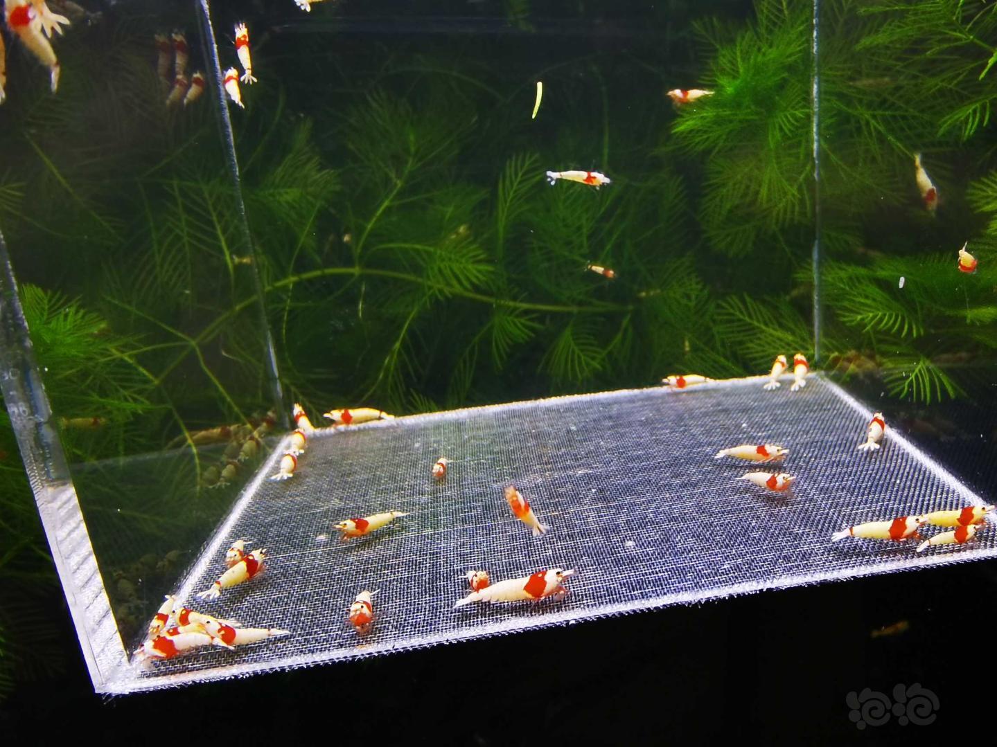 【虾】2020-10-03#RMB拍卖红白幼虾40只-图1