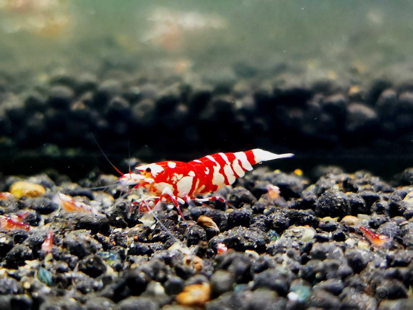 【虾】2020-10-13#RMB拍卖红花虎母虾一只-图5
