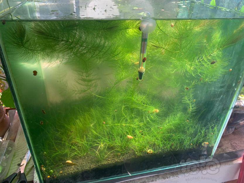 灯科鱼 放在阳台水草缸 泡泡水族