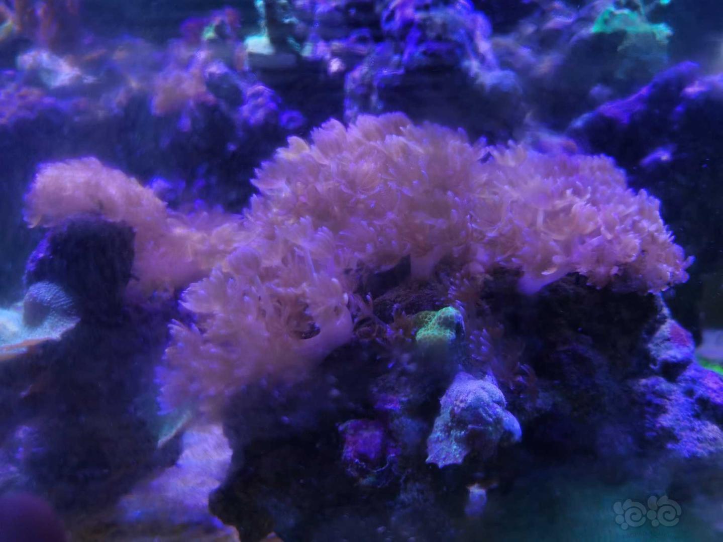 珊瑚的魔力，越看越想拥有它😂😂-图2
