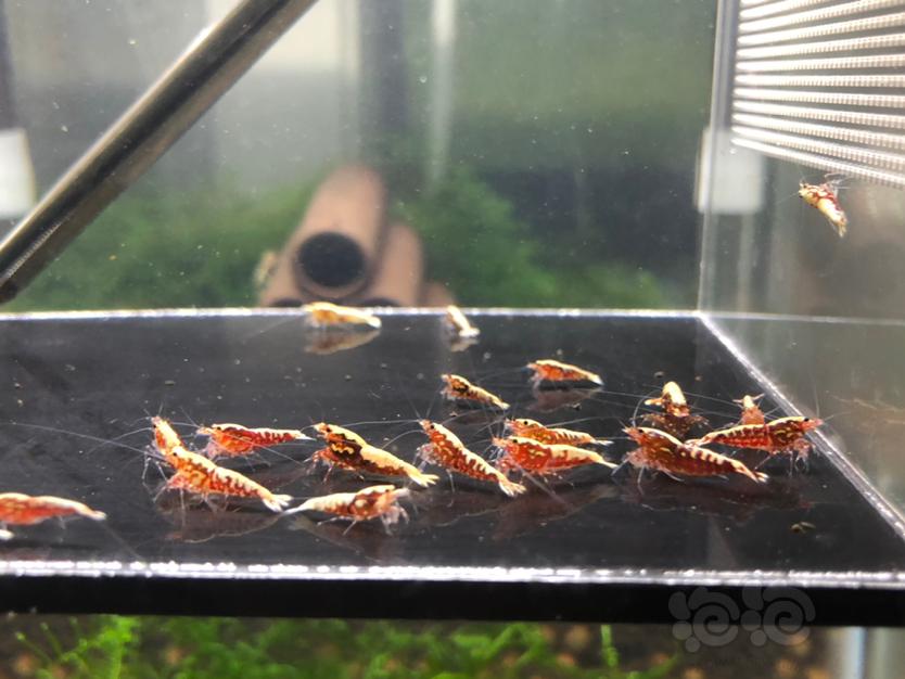 【虾】2020-10-24#RMB拍卖红银河鱼骨淘汰小虾20只-图4