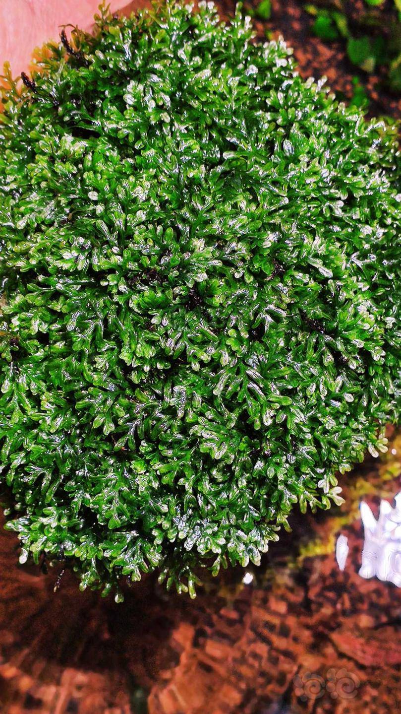 论斤出一超大丛翅脉蕨