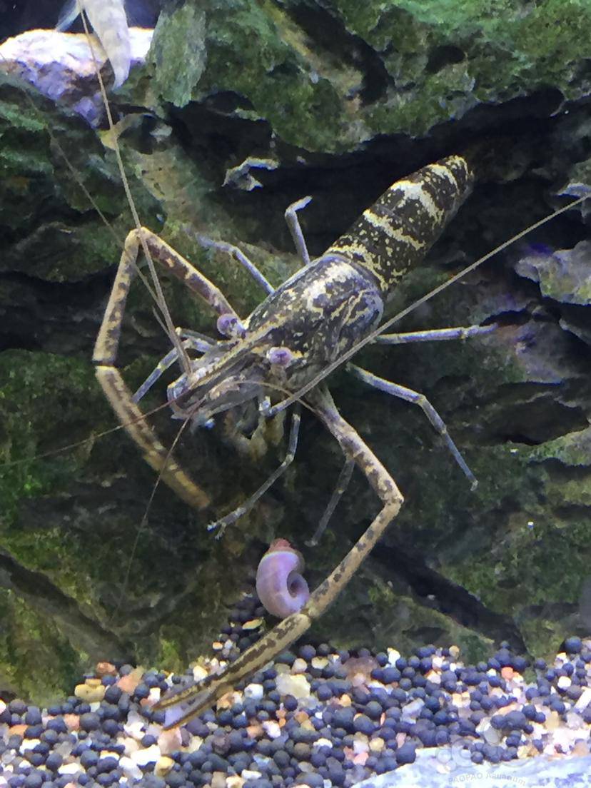 原生虾养好了也漂亮