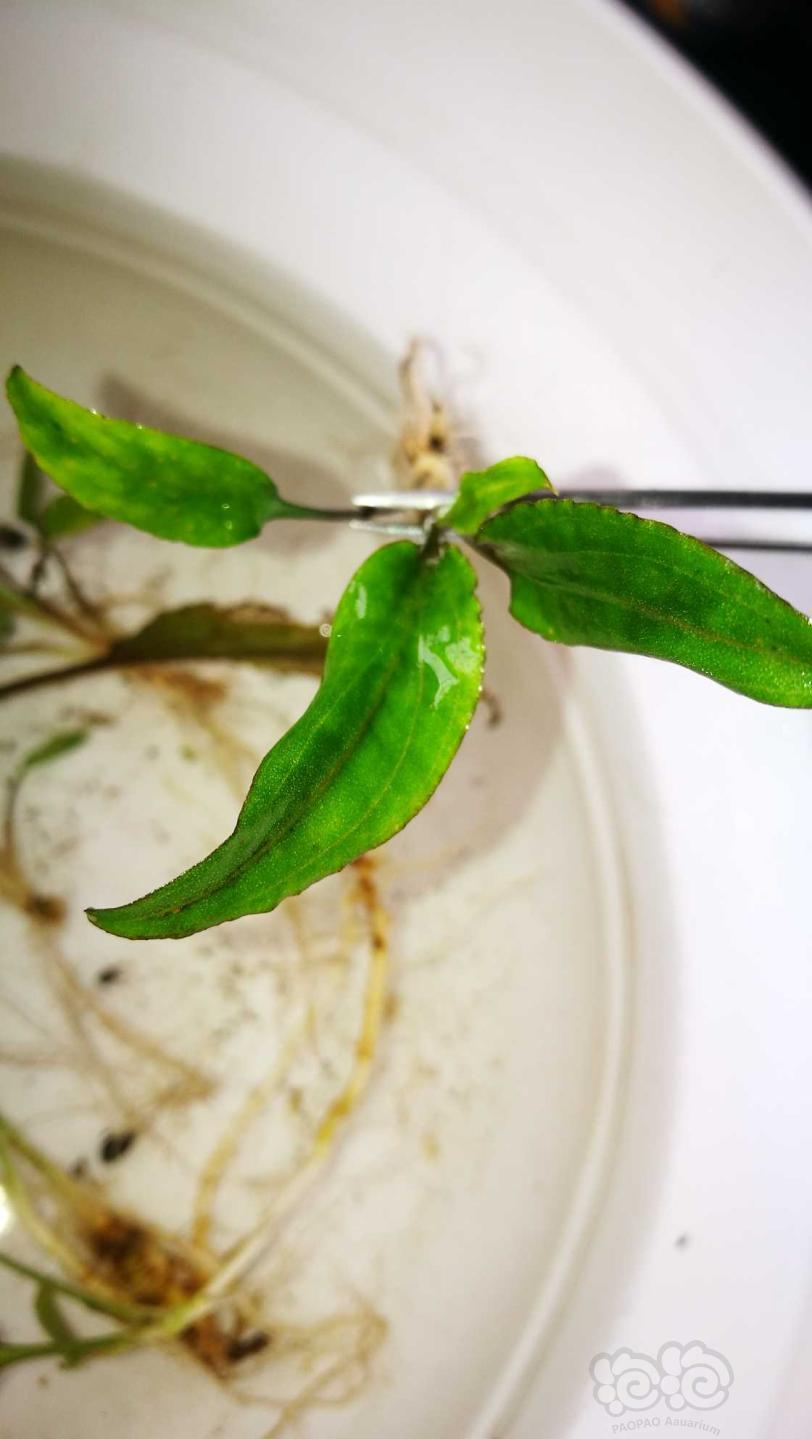 粉线欧霸椒草，稀有蕨-图8