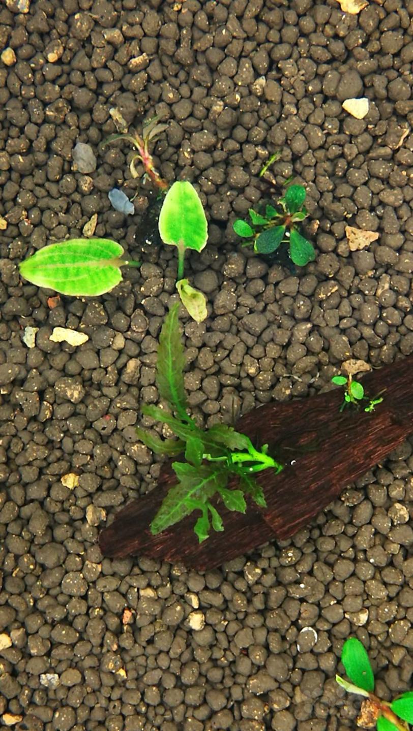 粉线欧霸椒草，稀有蕨-图9