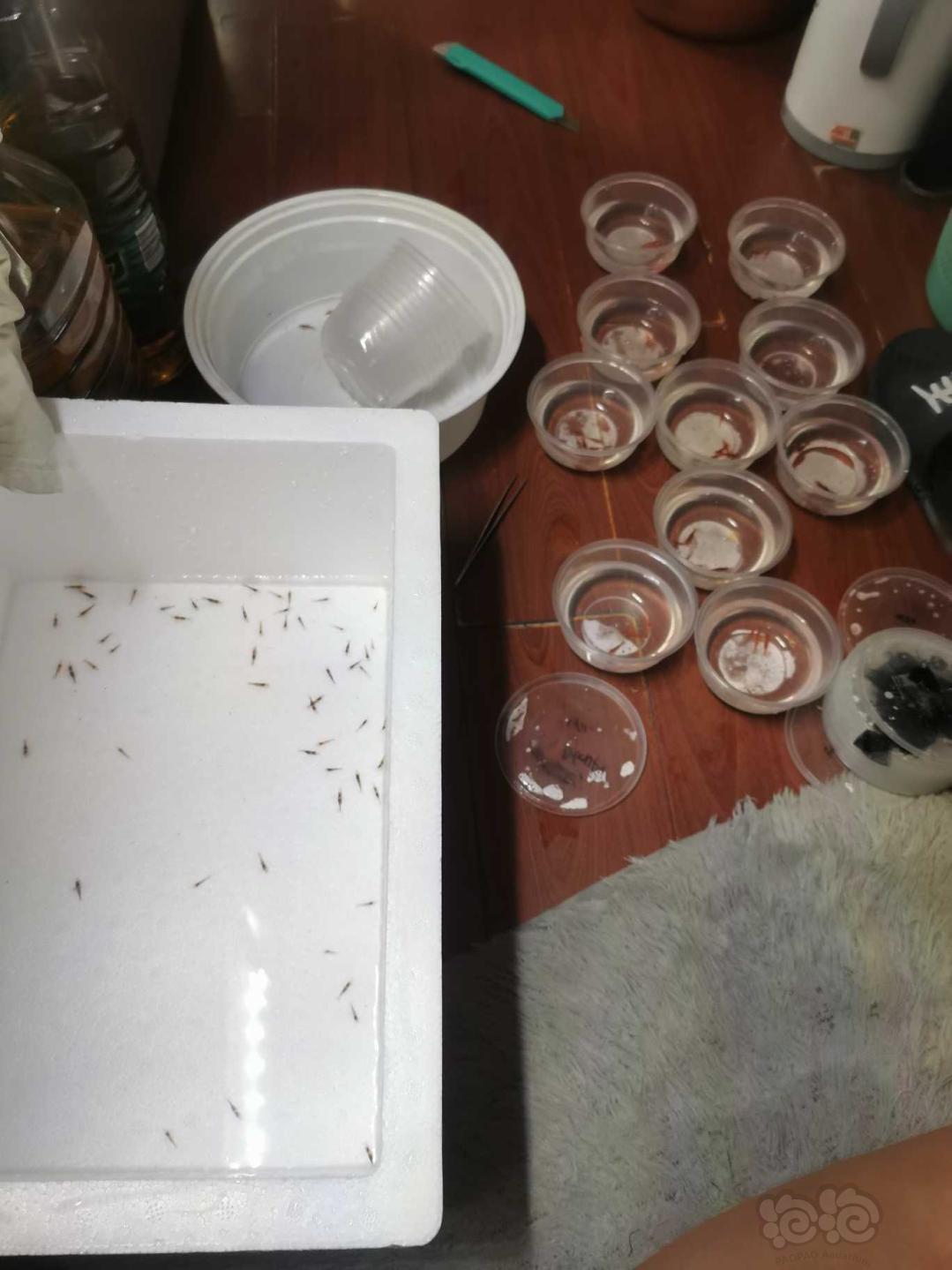 木纹 可乐 tds 昨晚到了野虾 测了野虾的水 tds75-100左右 gh7.5-8.5 大家的可-图2