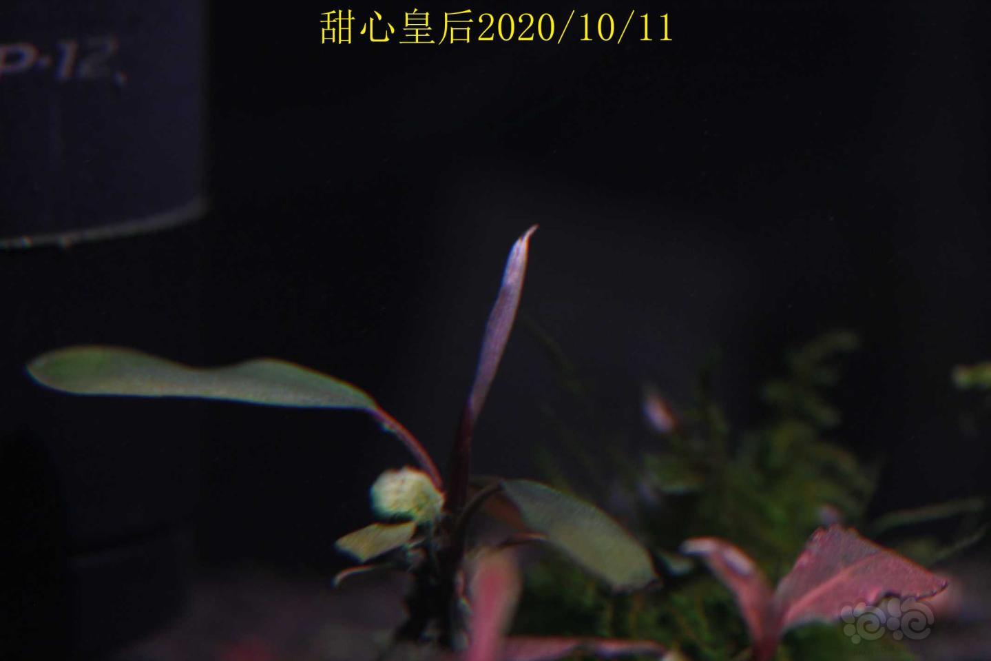 甜心皇后记录2020/10/12-图9