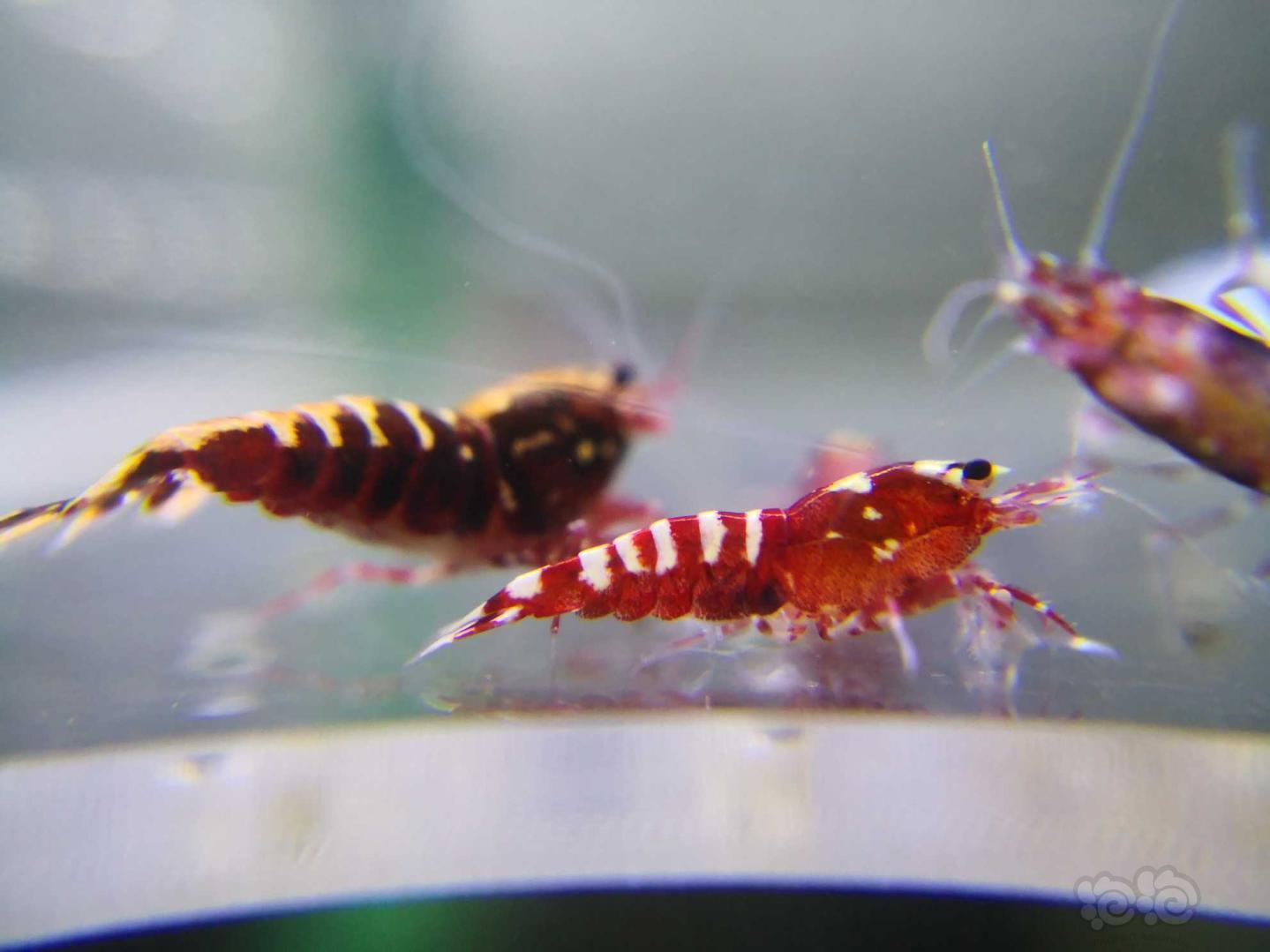 【虾】2020-10-10#RMB拍卖红银河水晶虾-图3