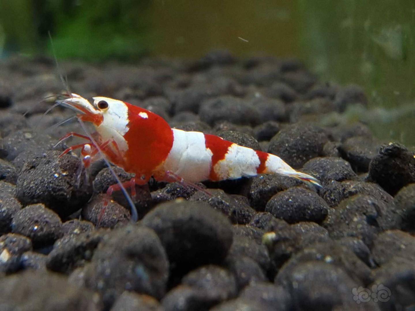 2020-10-30#rmb拍卖系统红白水晶虾3只