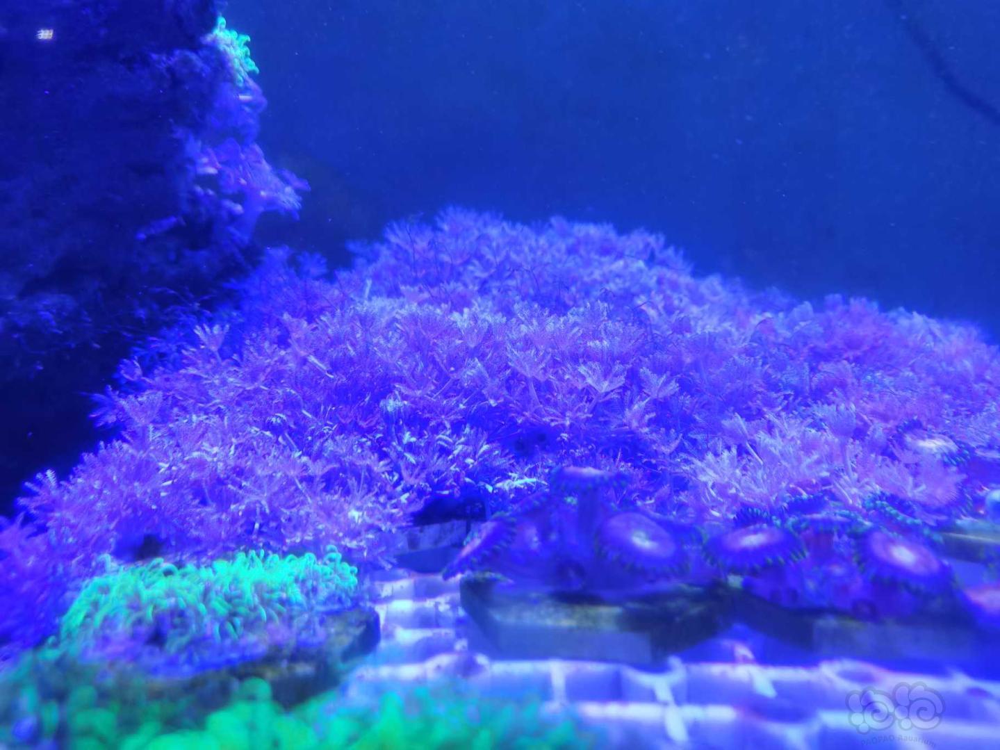 珊瑚的魔力，越看越想拥有它😂😂-图9