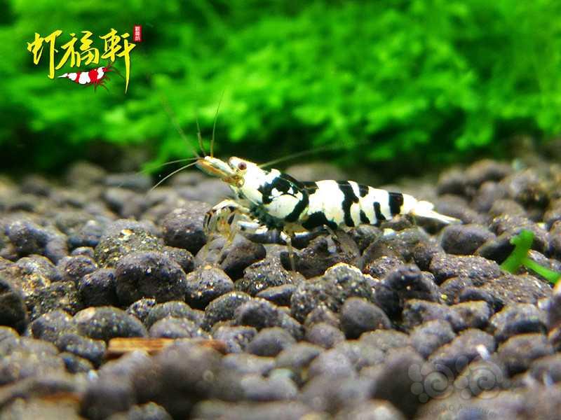 【虾】2020-10-08#RMB拍卖#黑花虎4只-图3