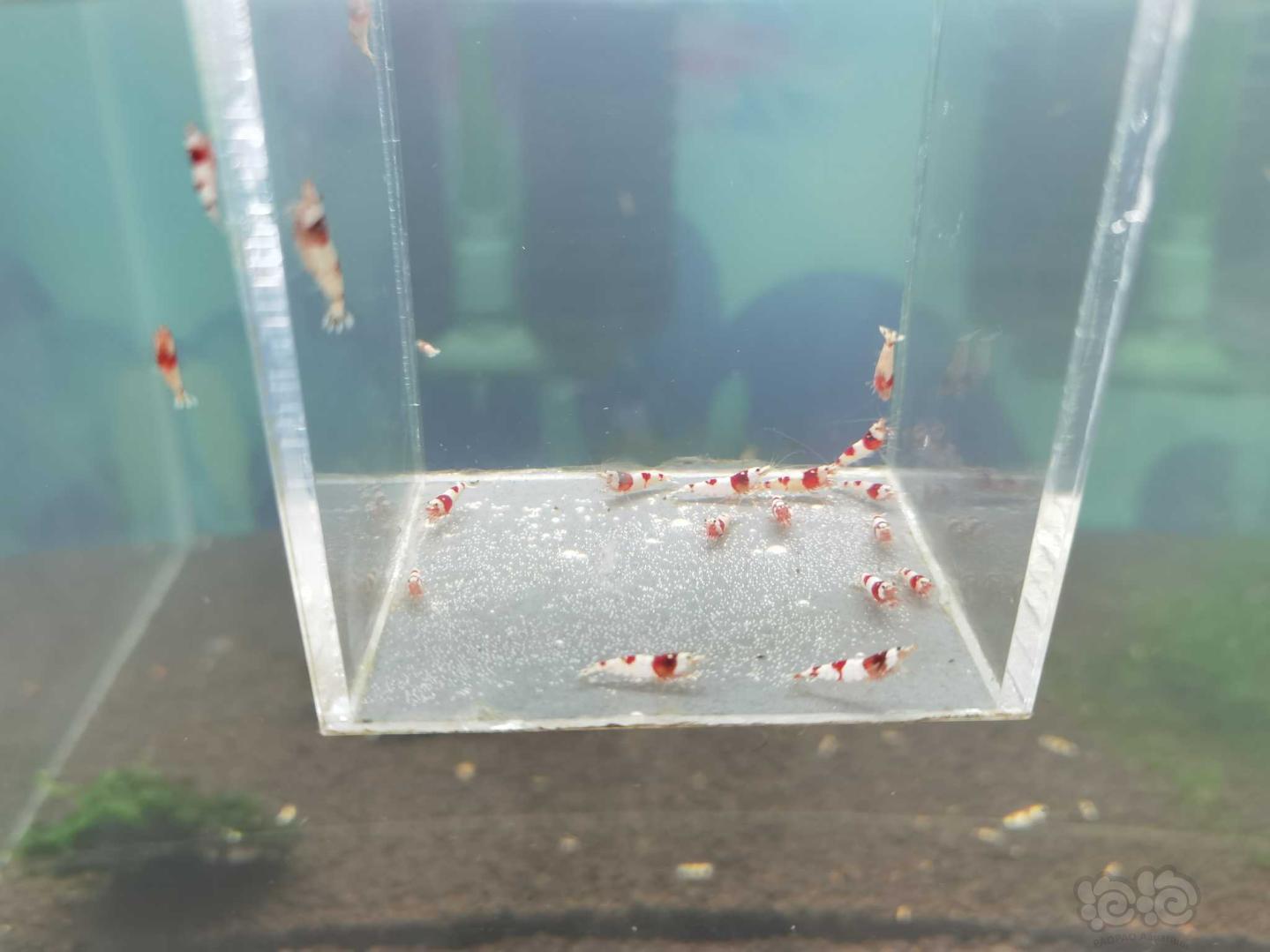 【虾】2020-10-24#RMB拍卖纯血红白苗子15只-图1