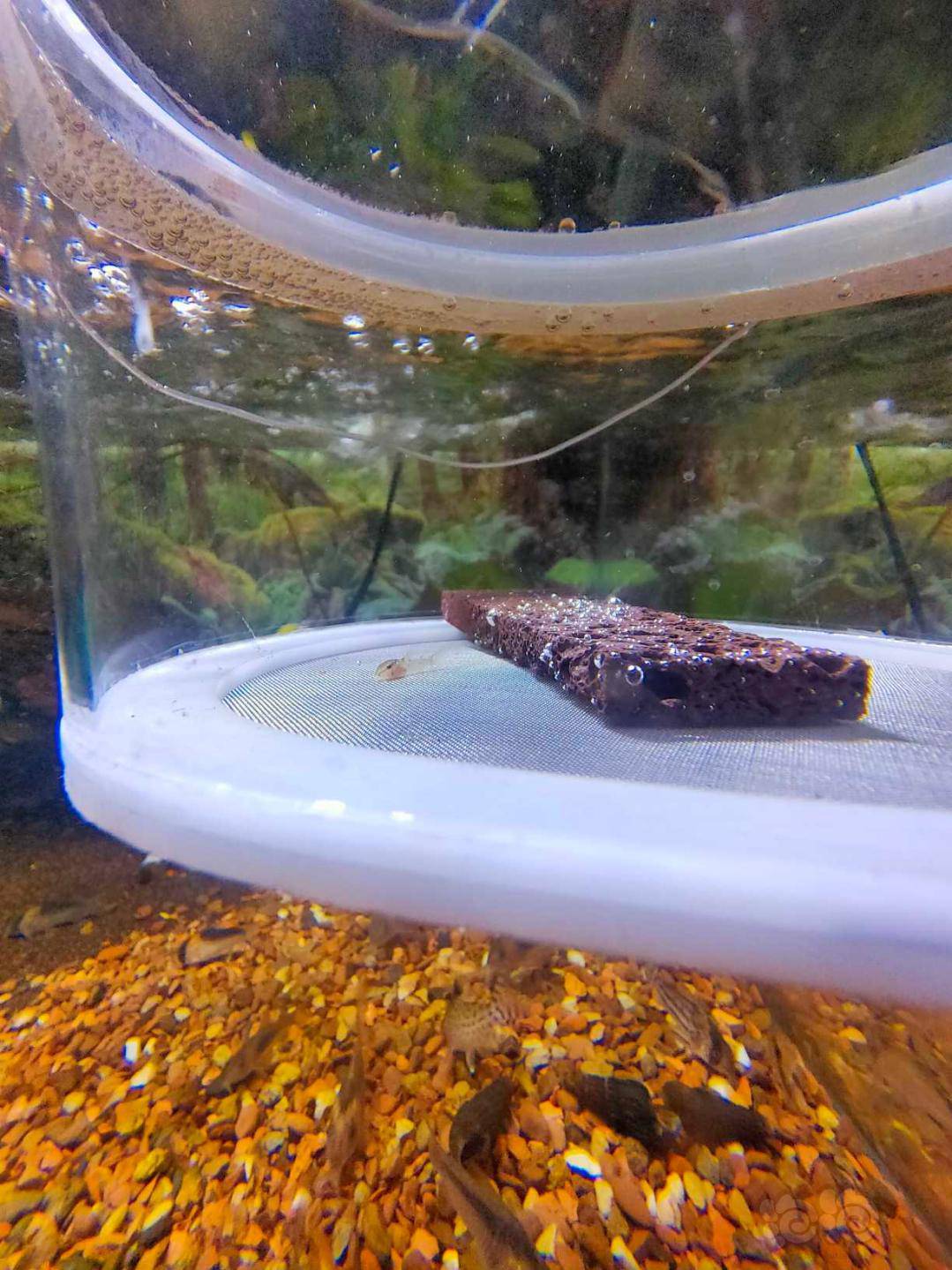 鼠鱼跑出来的俩小崽