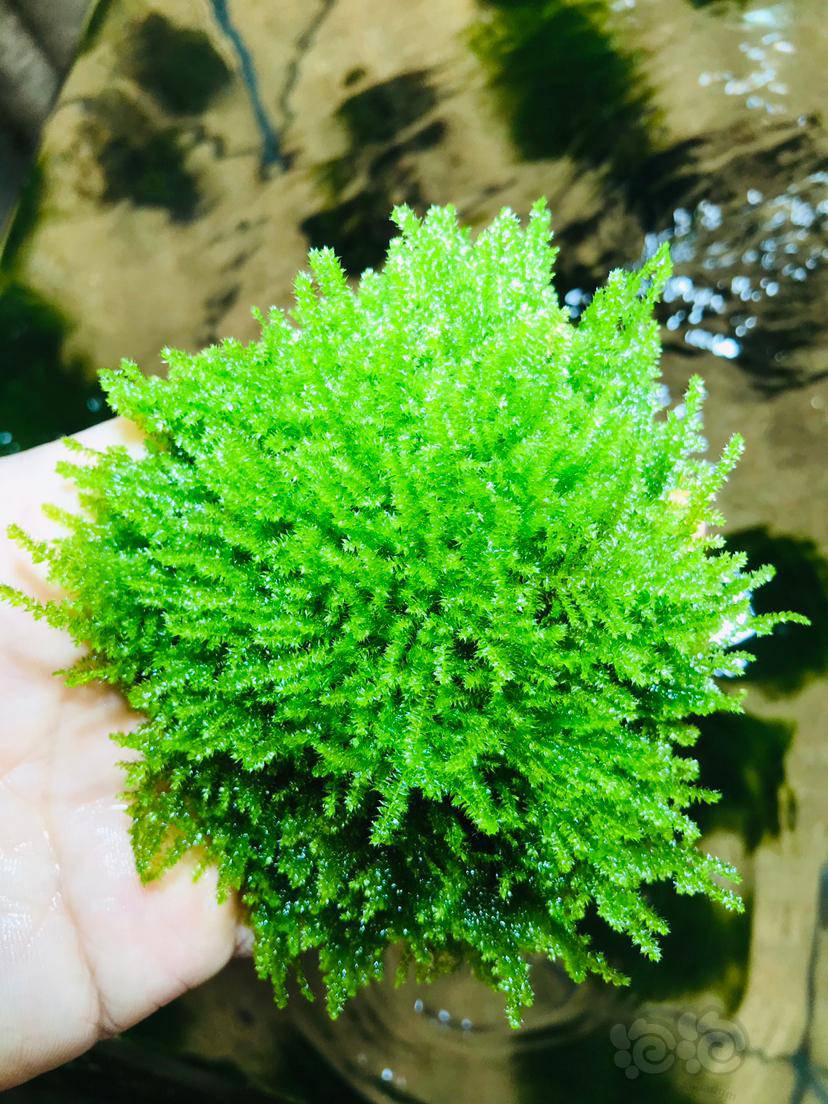 出珊瑚莫丝爪哇莫丝水晶莫丝