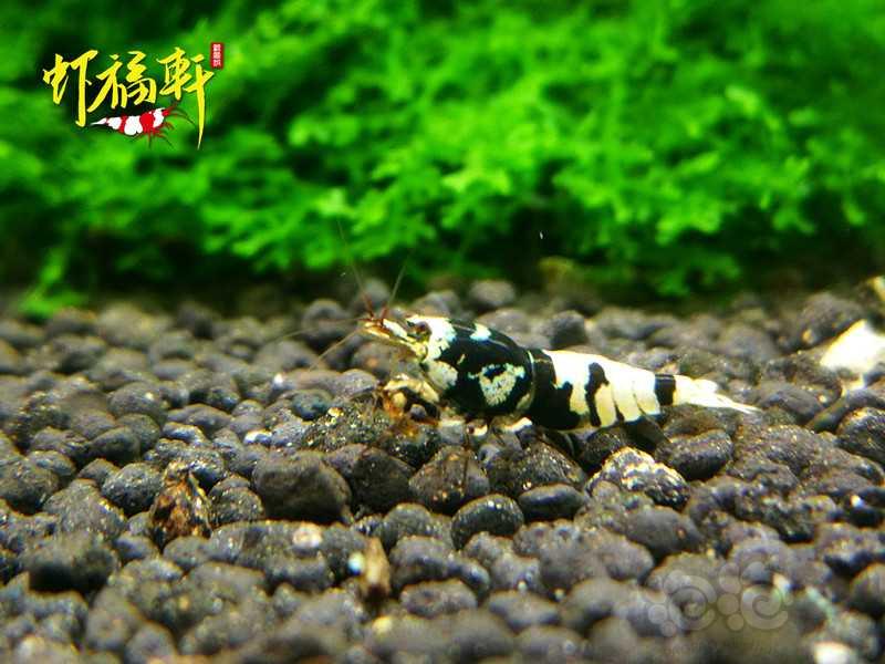 【虾】2020-10-08#RMB拍卖#黑花虎4只-图4