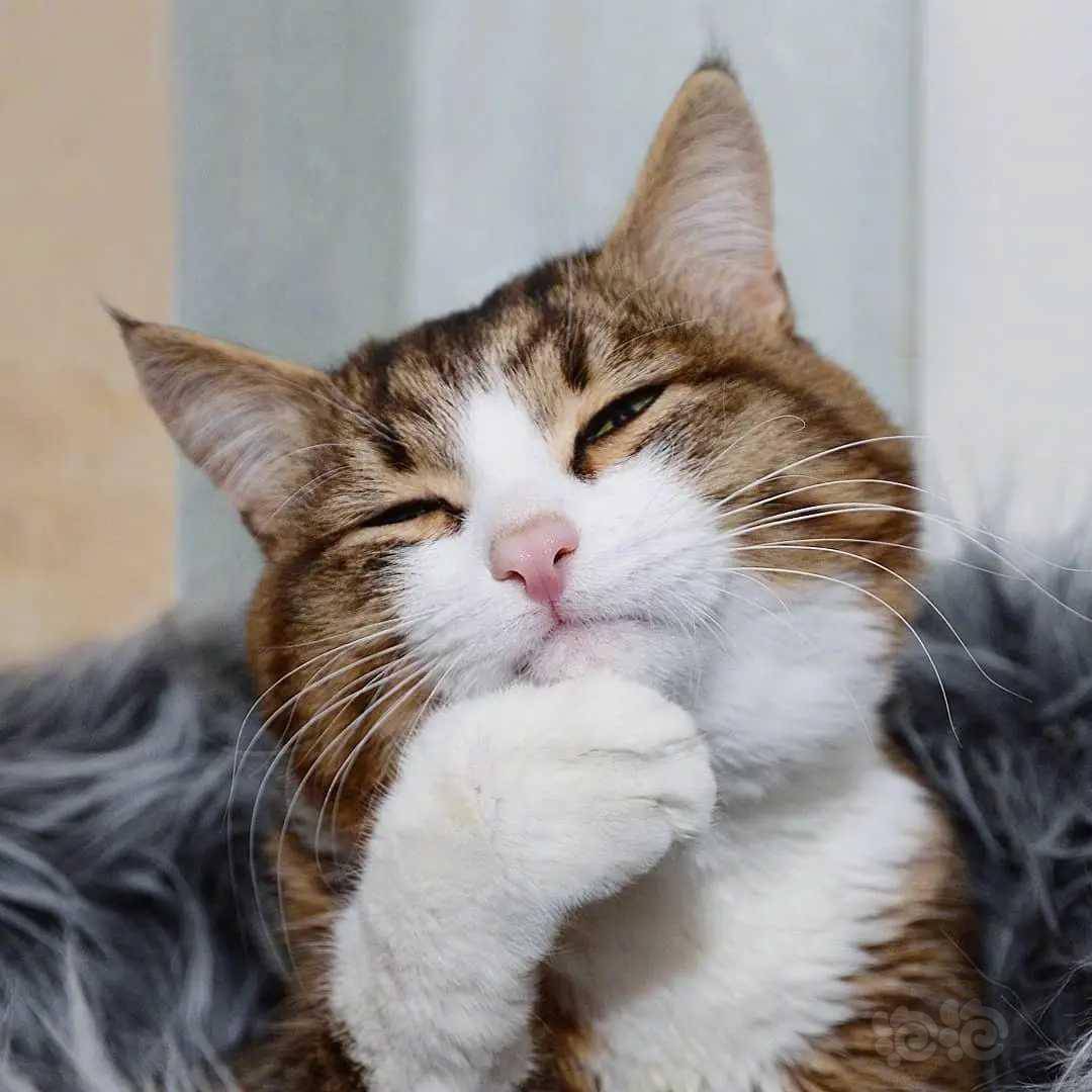 堪称喵界表情帝的小猫咪rexie虽然天生双腿残疾行动不便但是它能用