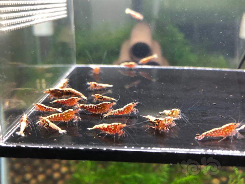 【虾】2020-10-24#RMB拍卖红银河鱼骨淘汰小虾20只-图5