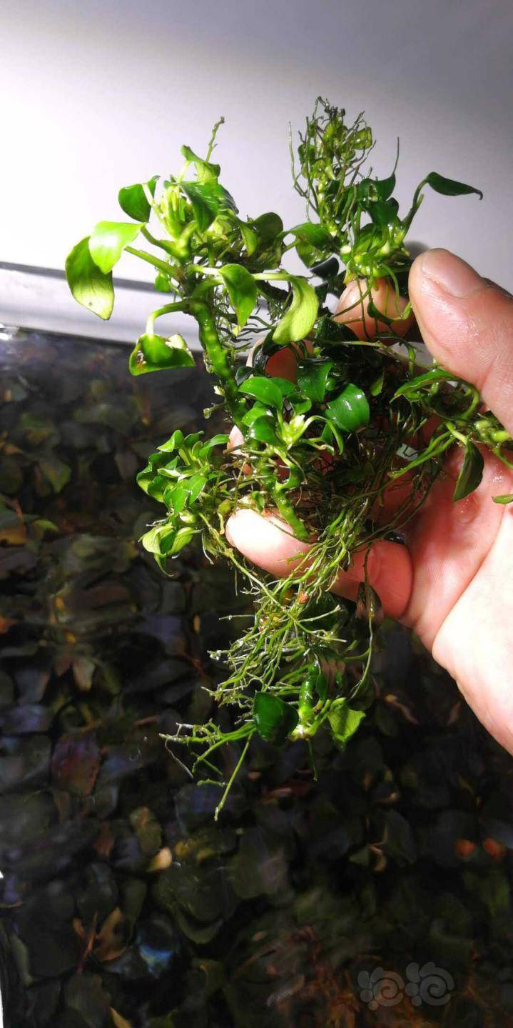 出迷你榕繁殖茎12米左右辣椒榕3板子顺丰包邮