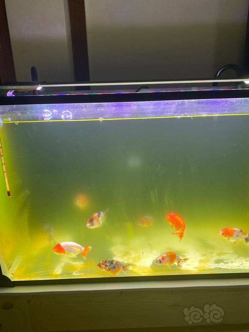 咨询求助鱼缸这两天绿水了咋整