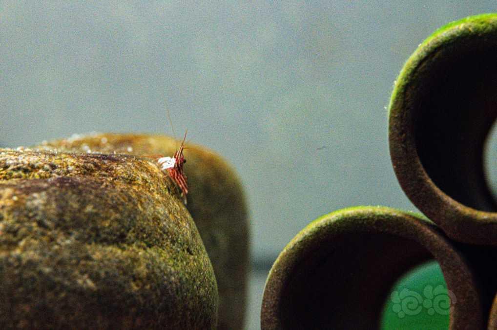 苏虾（苏拉威西虾）品种：大红木纹、可乐饲养小结-图1