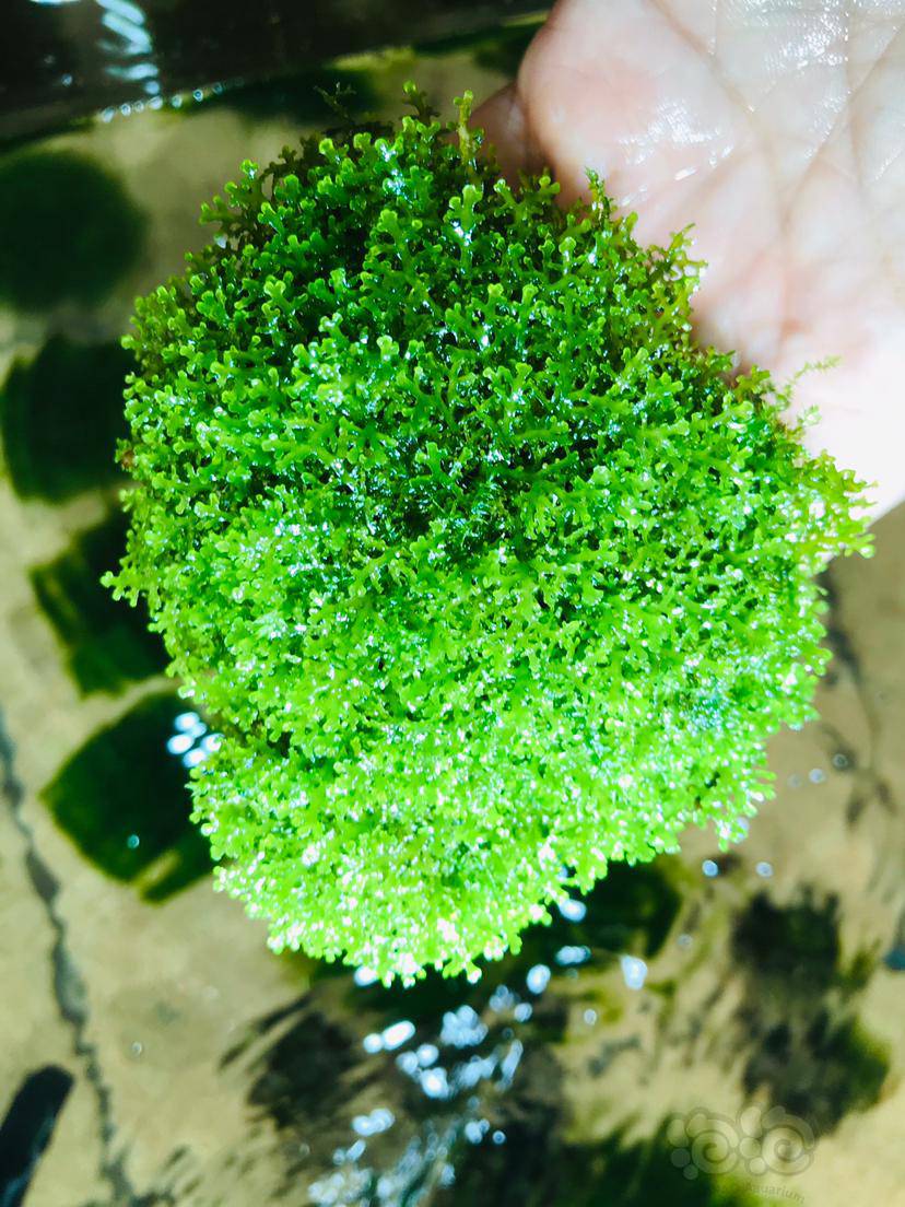 出珊瑚莫丝爪哇莫丝水晶莫丝